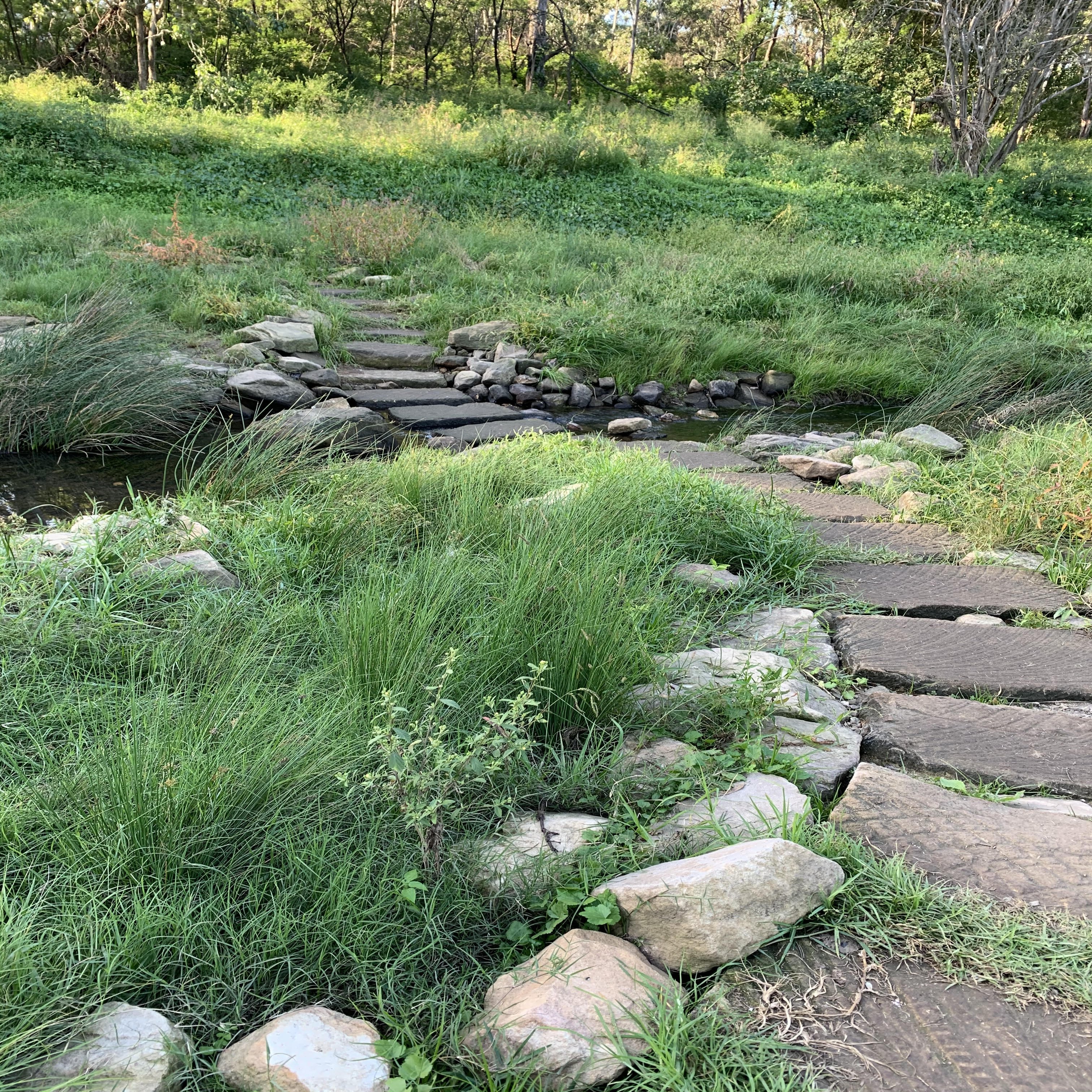 A stone path across a shallow creek, surrounded by lush greenery.